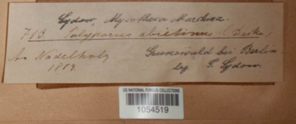 Trichaptum abietinum image